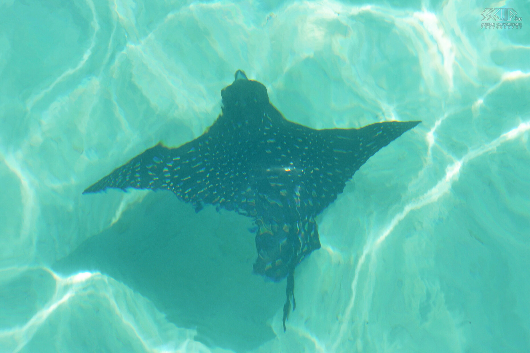 Galapagos - Isabela - Adelaarsrog Indrukwekkende adelaarsrog (eagle ray, string ray). Deze roggen voeden zich met week- en schaaldieren, die ze verbrijzelen met hun afgeplatte tanden. Stefan Cruysberghs